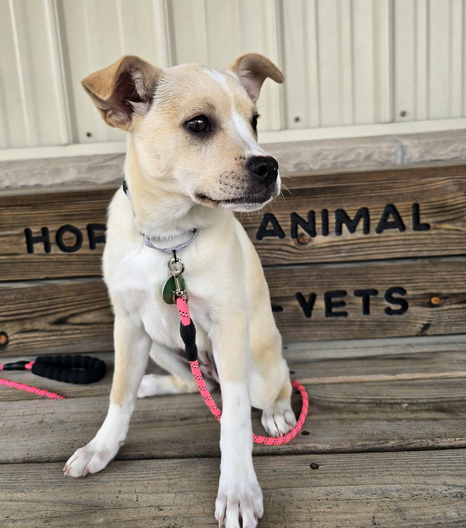 Enlarge Chrissy, a ADOPTABLE mixed breed in St. Clairsville, OH image 2/5