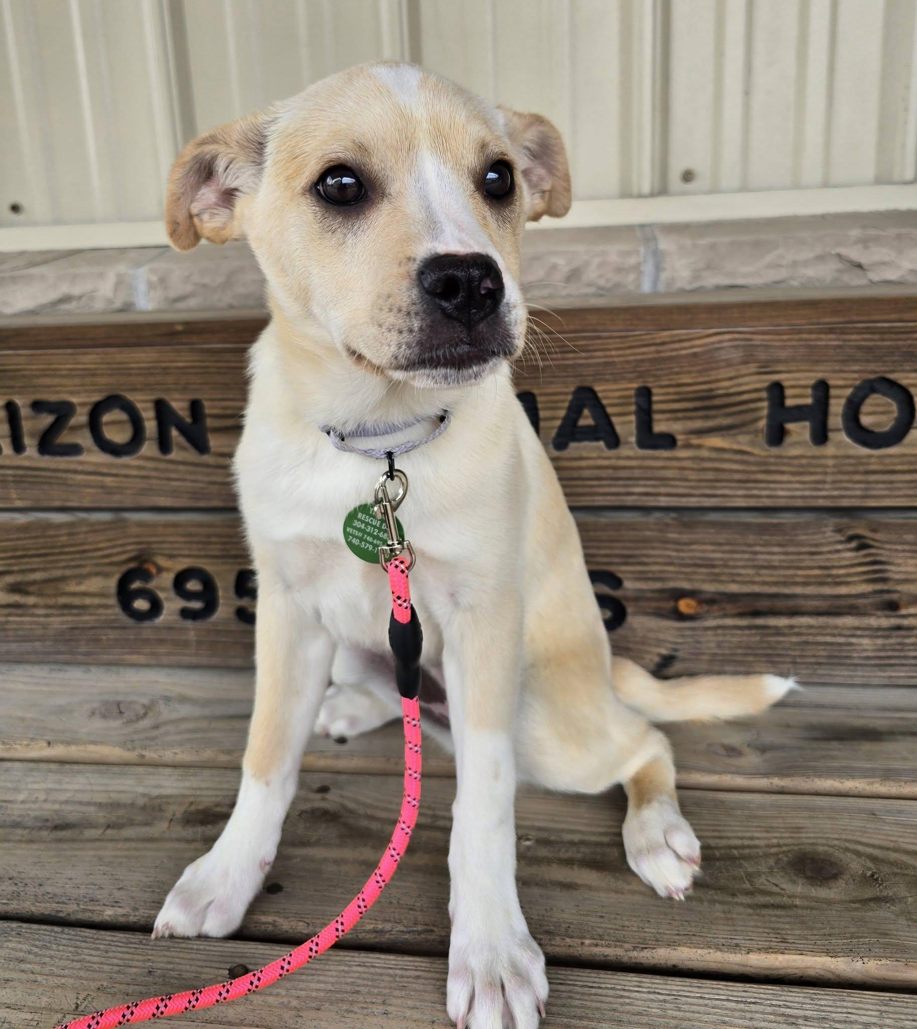 Enlarge Chrissy, a ADOPTABLE mixed breed in St. Clairsville, OH image 3/5