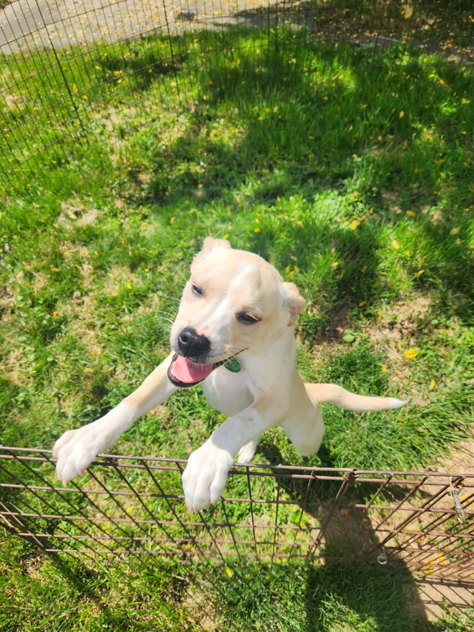 Enlarge Chrissy, a ADOPTABLE mixed breed in St. Clairsville, OH image 5/5