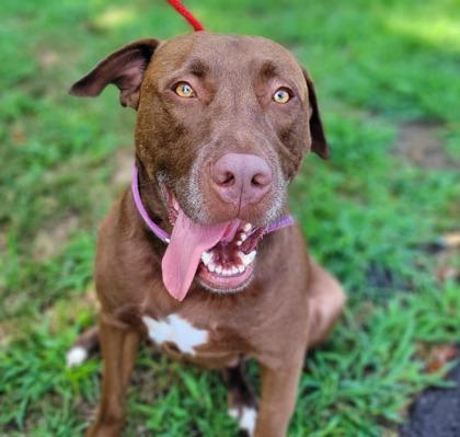 Enlarge Bandito, a Adoptable mixed breed in Sevierville, TN image 1/6