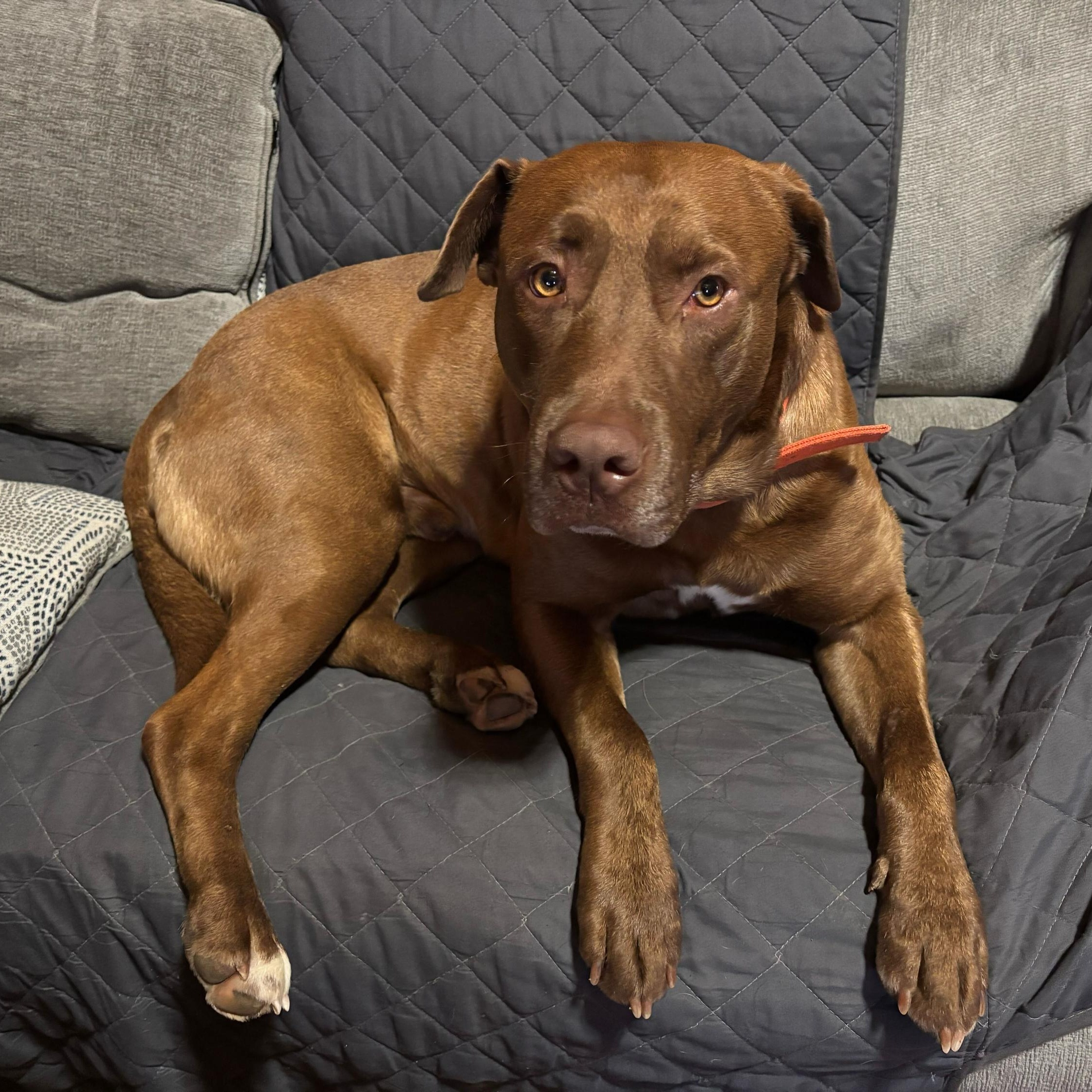 Enlarge Bandito, a Adoptable mixed breed in Sevierville, TN image 1/4