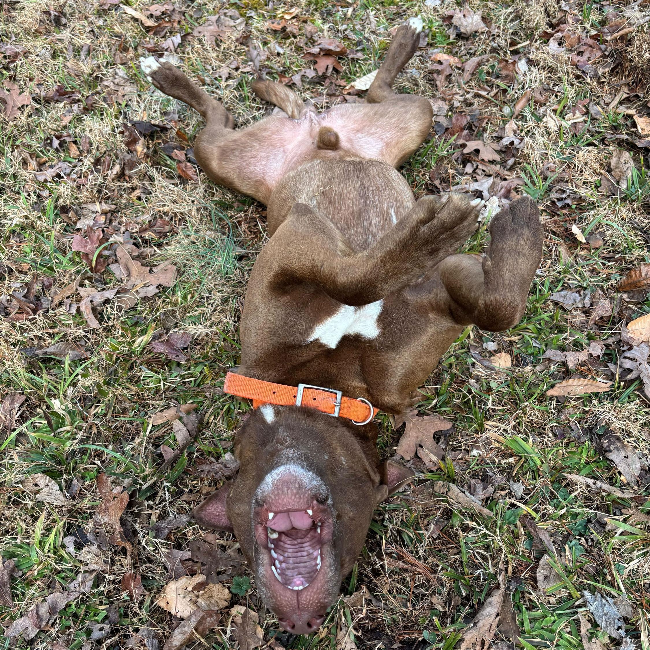 Enlarge Bandito, a Adoptable mixed breed in Sevierville, TN image 2/4
