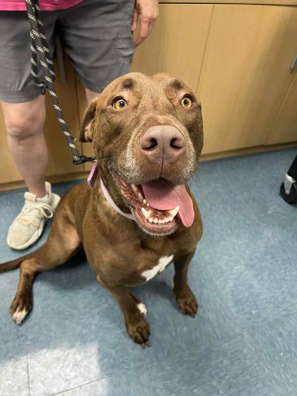 Enlarge Bandito, a Adoptable mixed breed in Sevierville, TN image 6/6