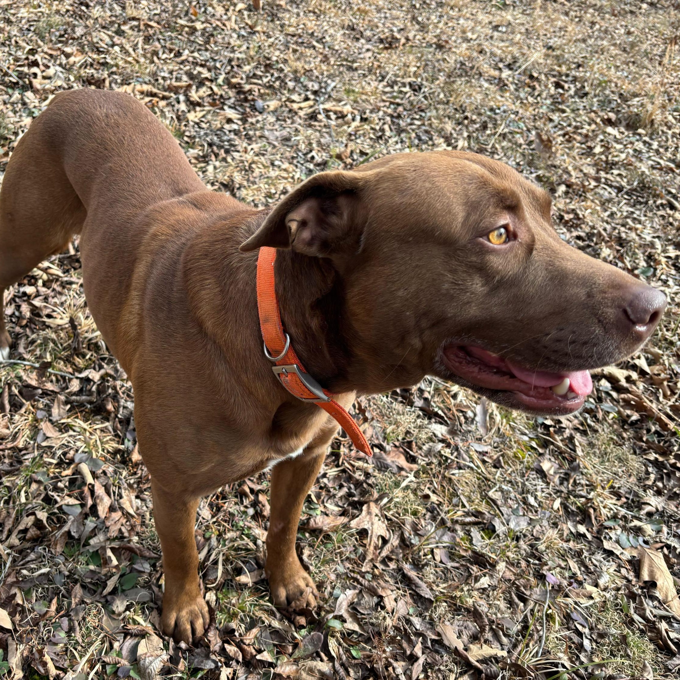 Enlarge Bandito, a Adoptable mixed breed in Sevierville, TN image 3/4