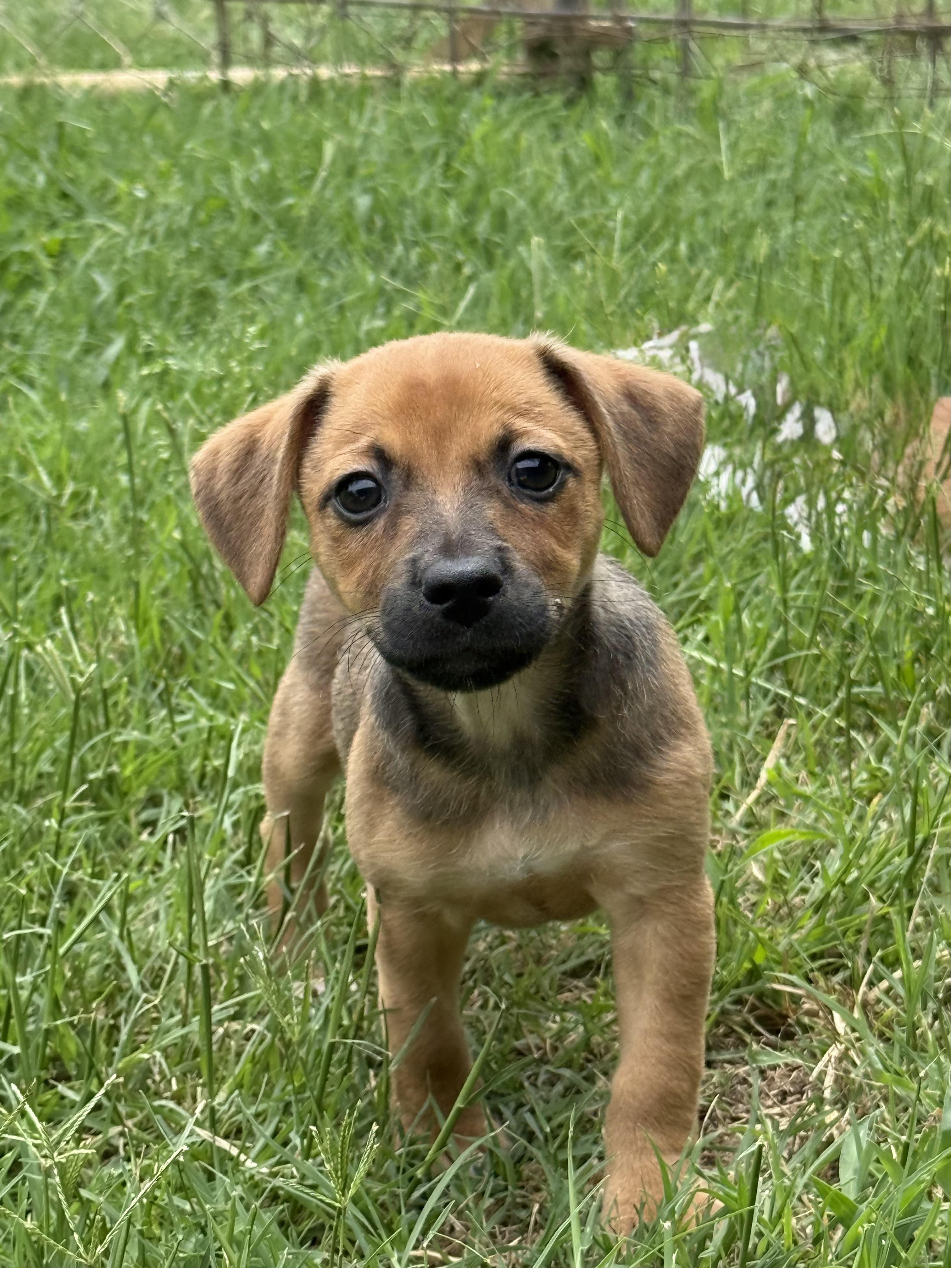 VELMA, a ADOPTABLE mixed breed in Dumont, NJ image 3/4
