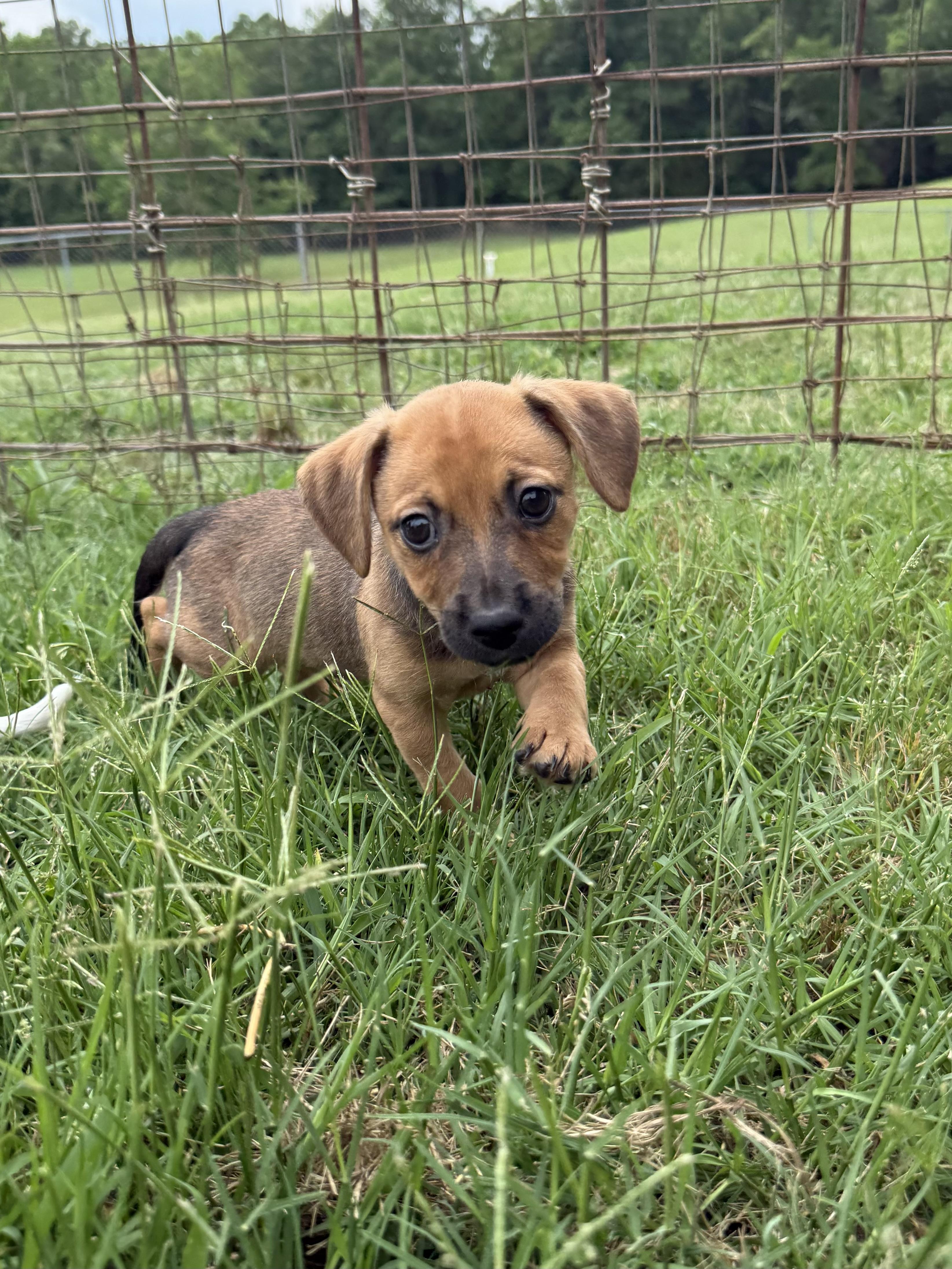 VELMA, a ADOPTABLE mixed breed in Dumont, NJ image 4/4