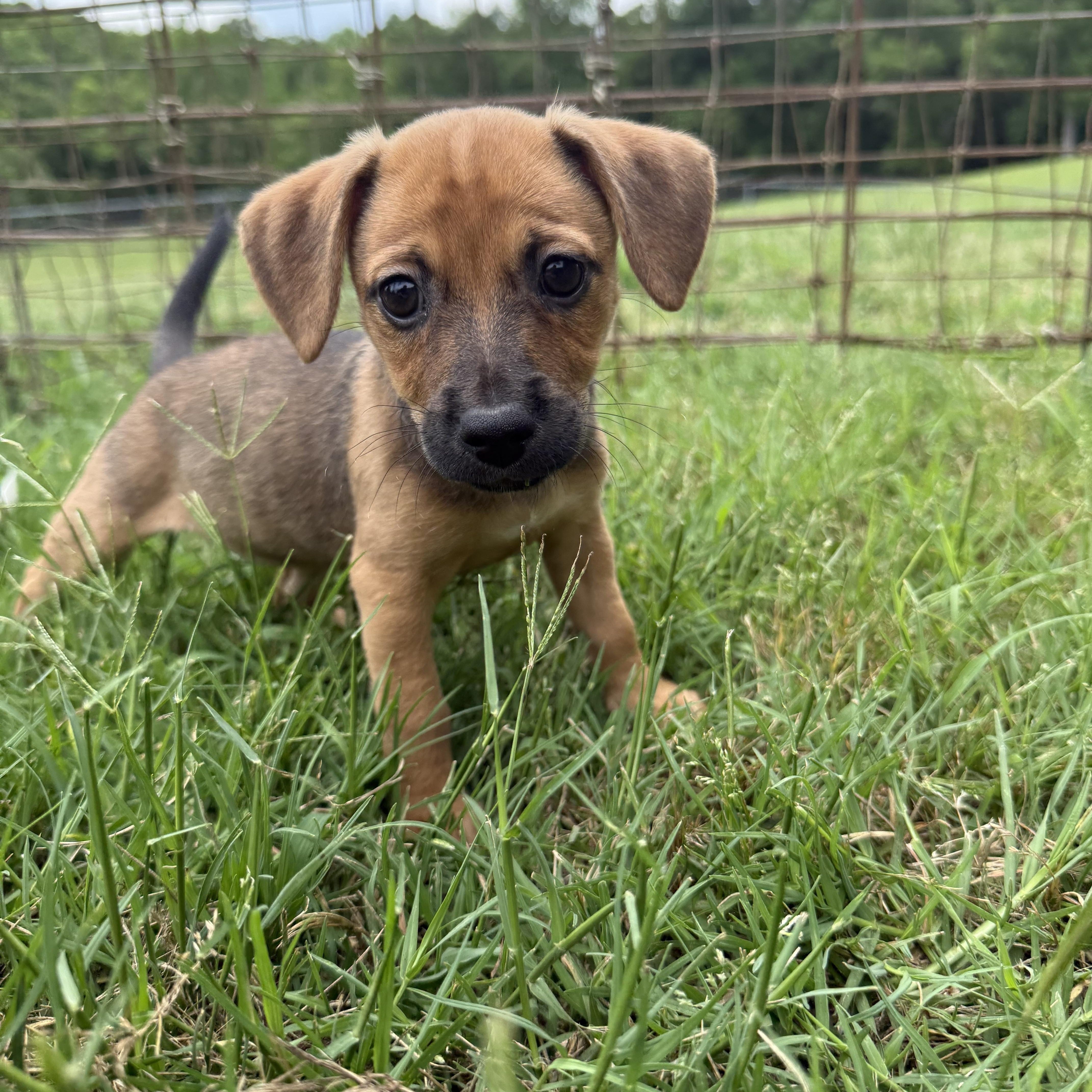 VELMA, a ADOPTABLE mixed breed in Dumont, NJ image 1/4