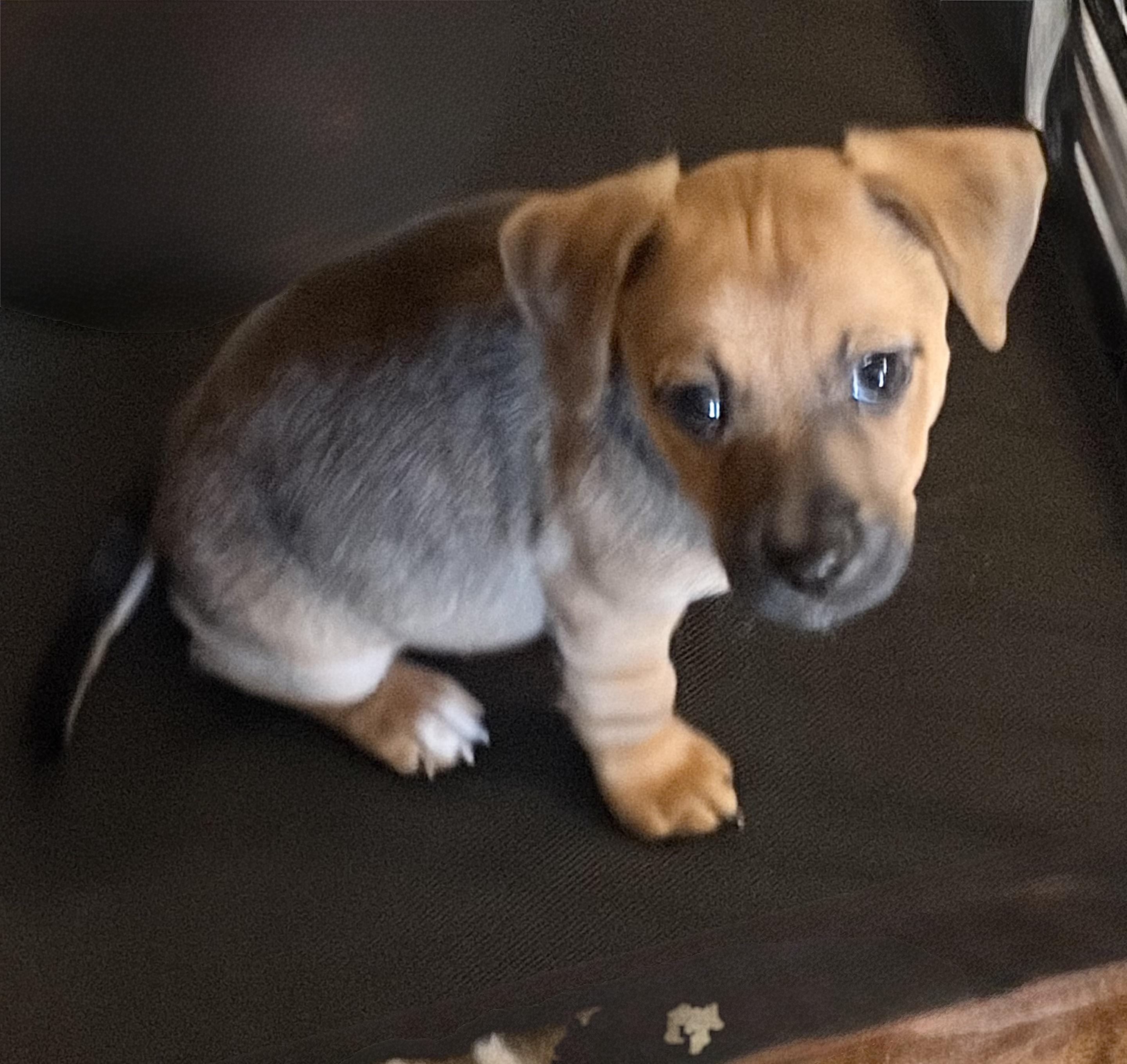 VELMA, a ADOPTABLE mixed breed in Dumont, NJ image 2/4