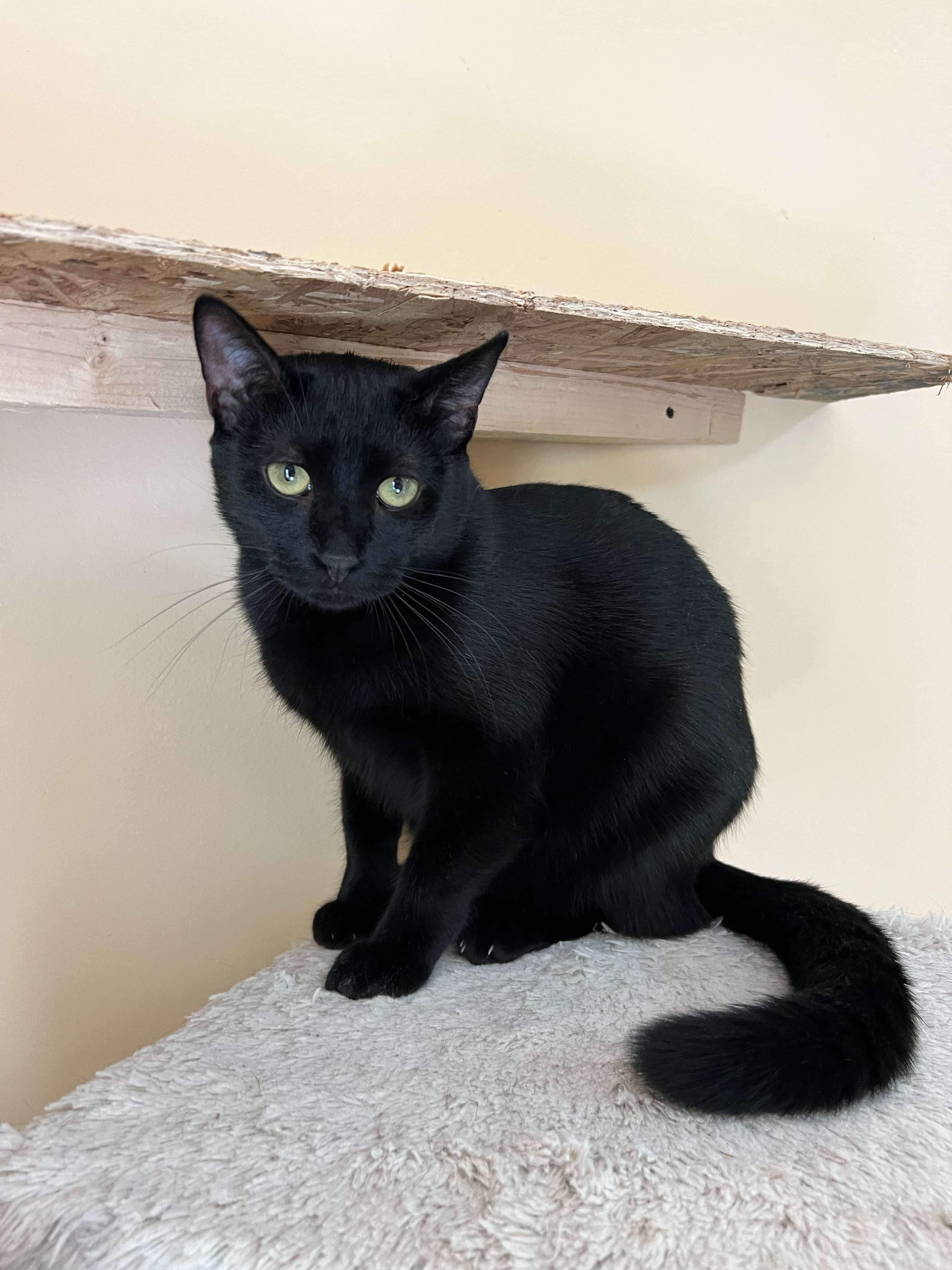 Louie, a Adoptable Domestic Short Hair in Cambridge, WI image 5/6
