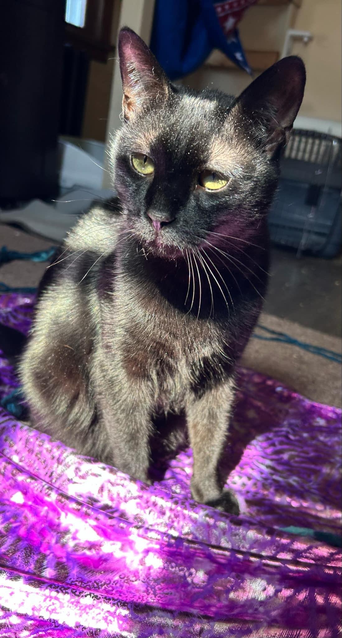 Louie, a Adoptable Domestic Short Hair in Cambridge, WI image 2/6