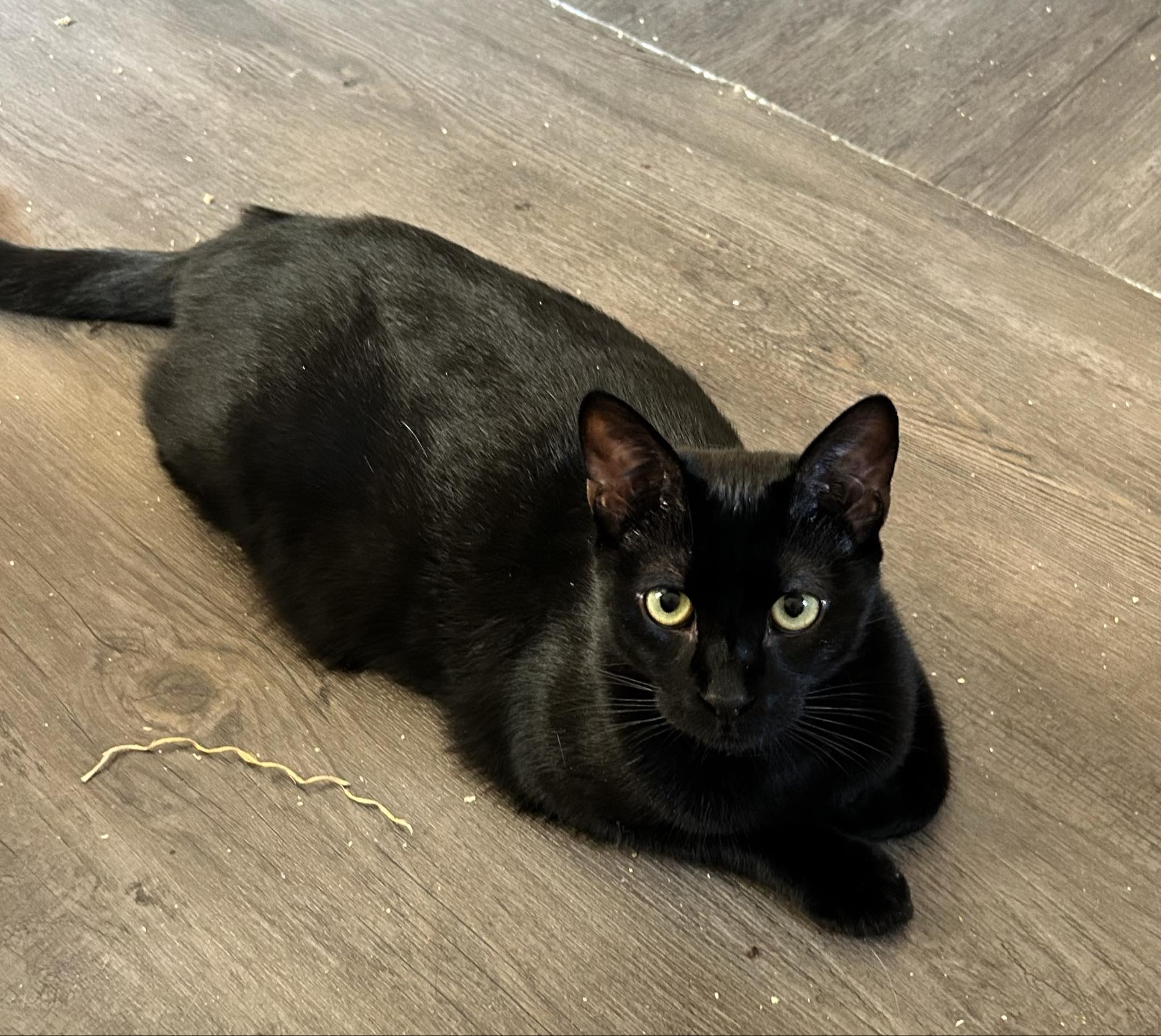 Louie, a Adoptable Domestic Short Hair in Cambridge, WI image 6/6