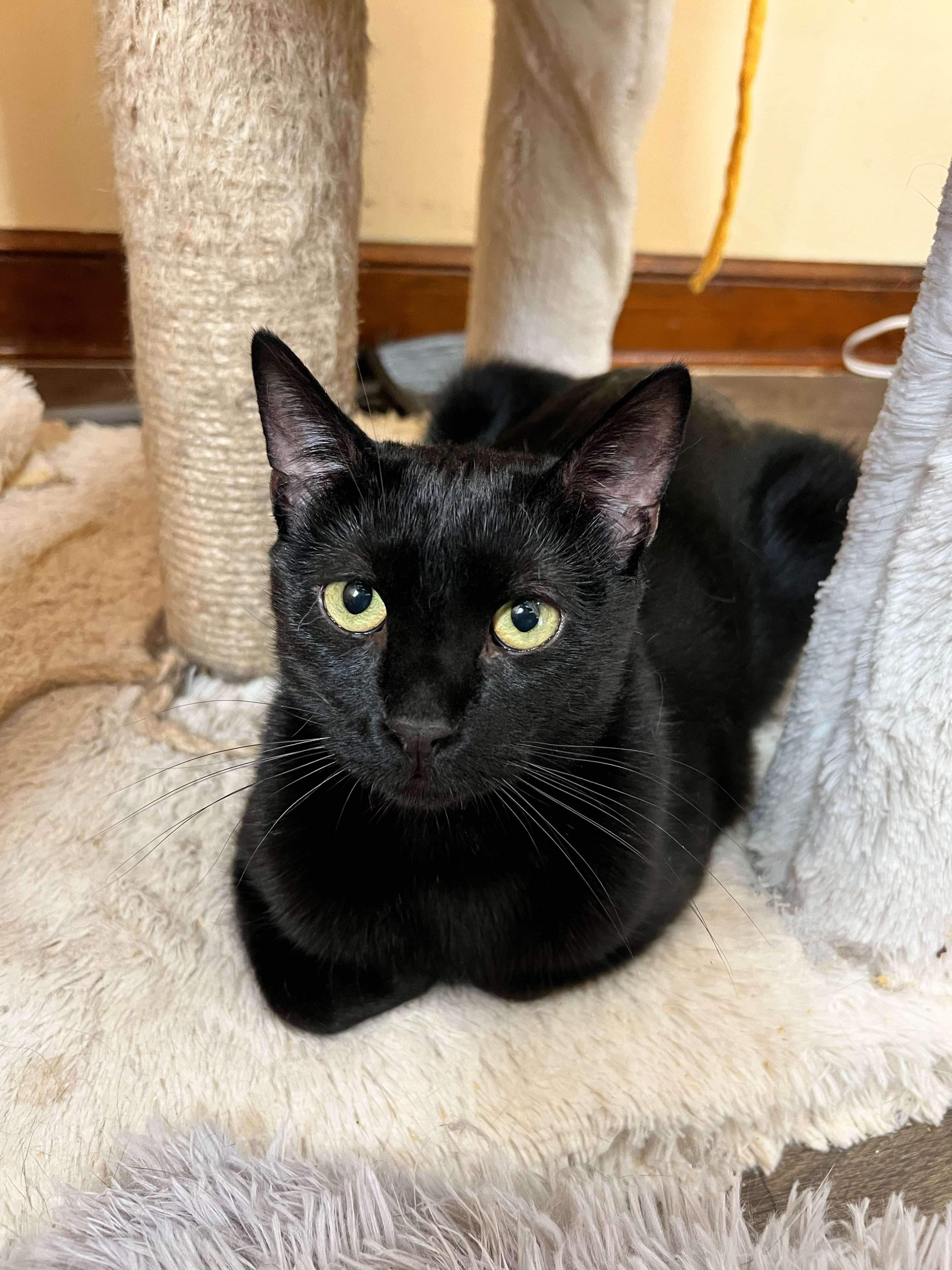 Louie, a Adoptable Domestic Short Hair in Cambridge, WI image 4/6