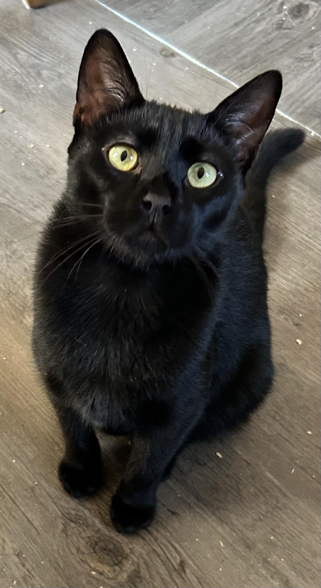 Louie, a Adoptable Domestic Short Hair in Cambridge, WI image 1/6