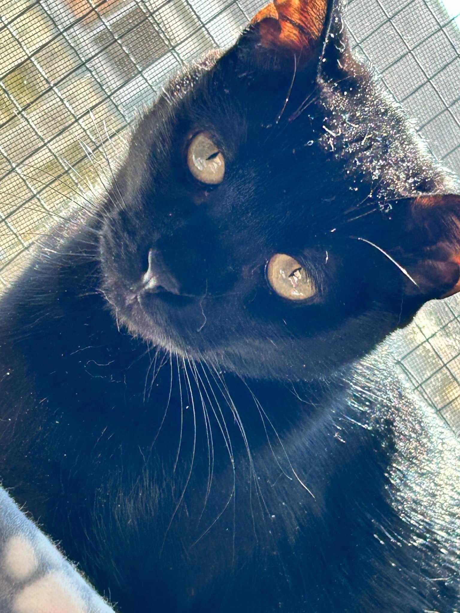 Louie, a Adoptable Domestic Short Hair in Cambridge, WI image 3/6