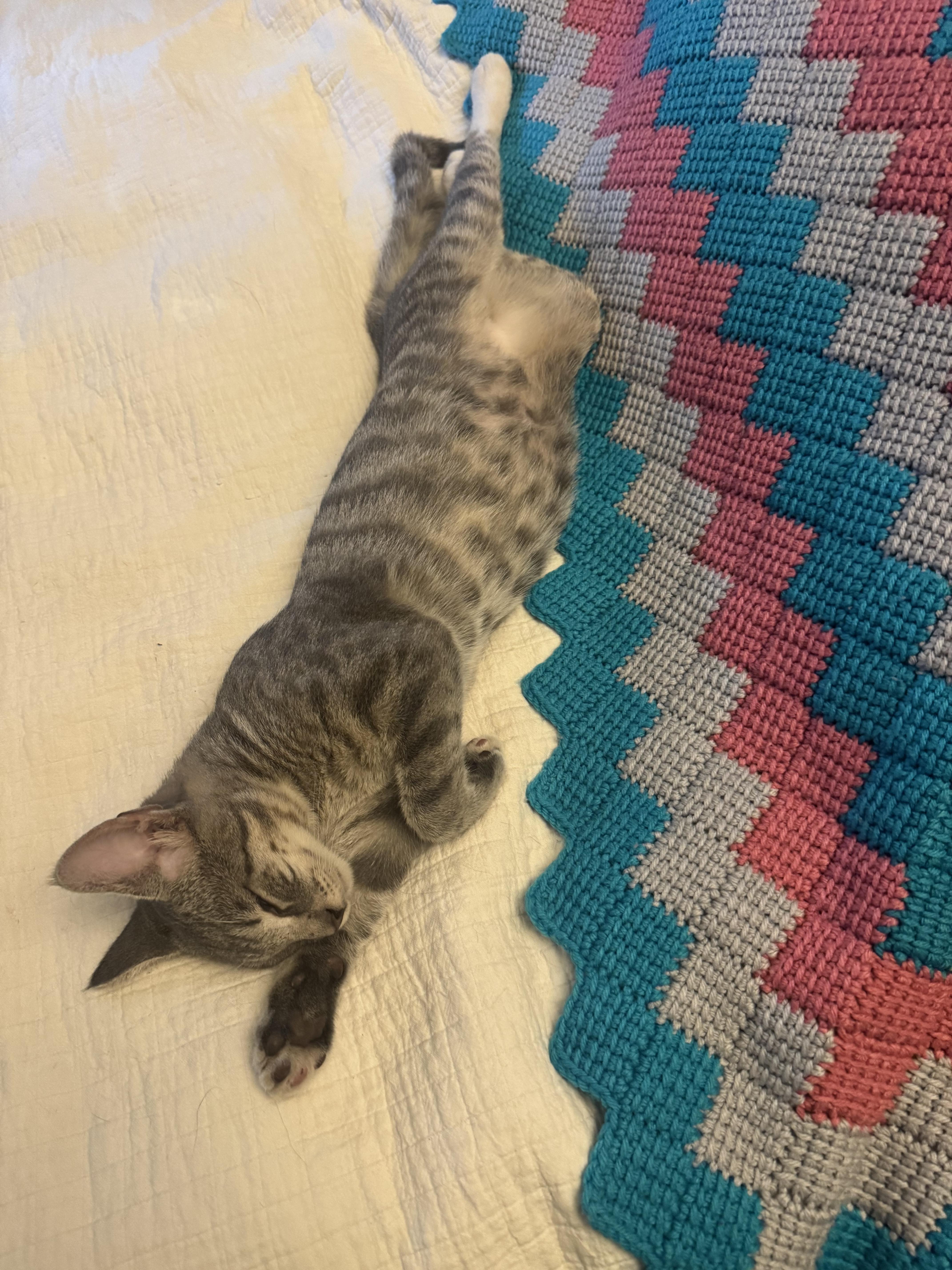 Enlarge Patina, a Adoptable Domestic Short Hair in Los Angeles, CA image 3/4