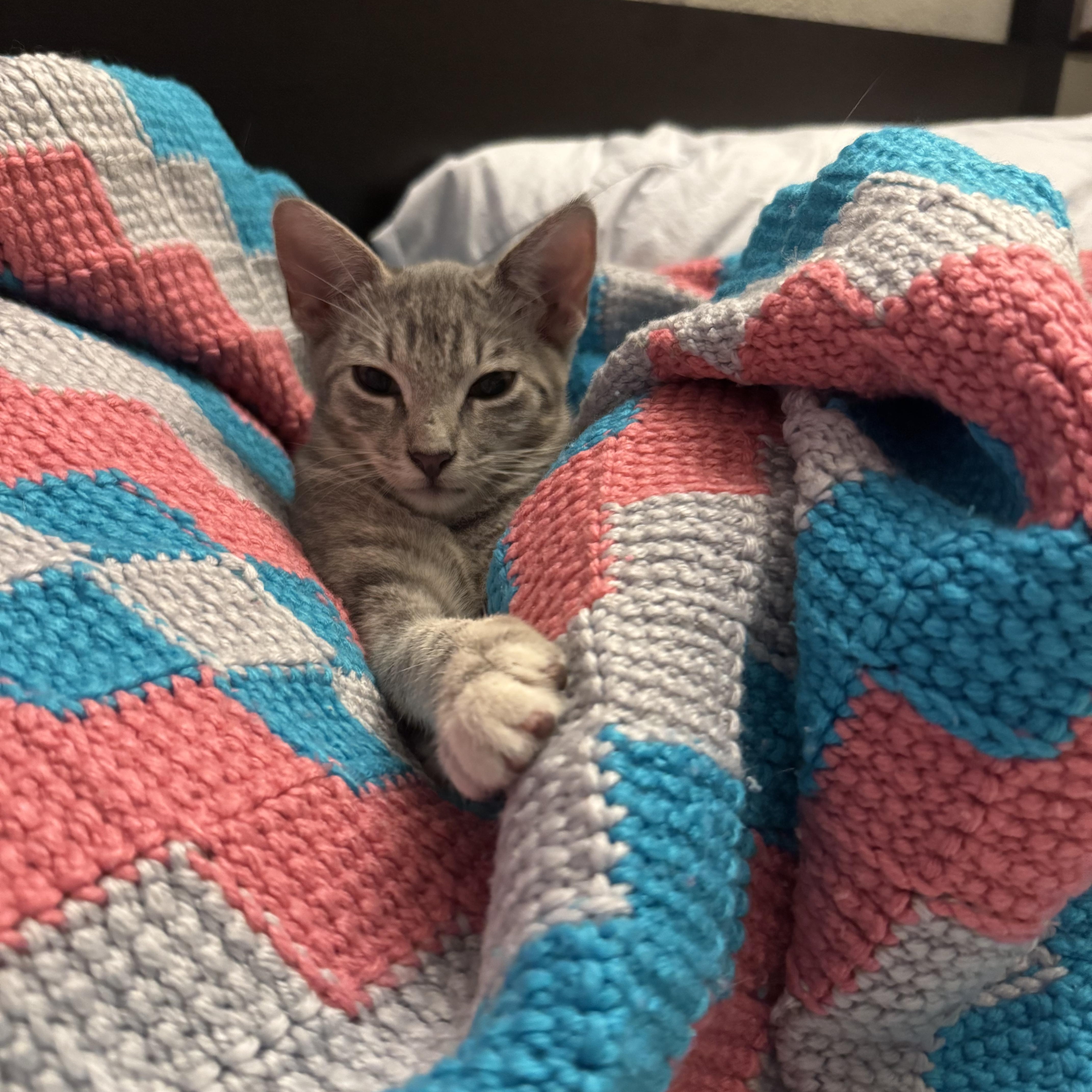 Enlarge Patina, a Adoptable Domestic Short Hair in Los Angeles, CA image 2/4