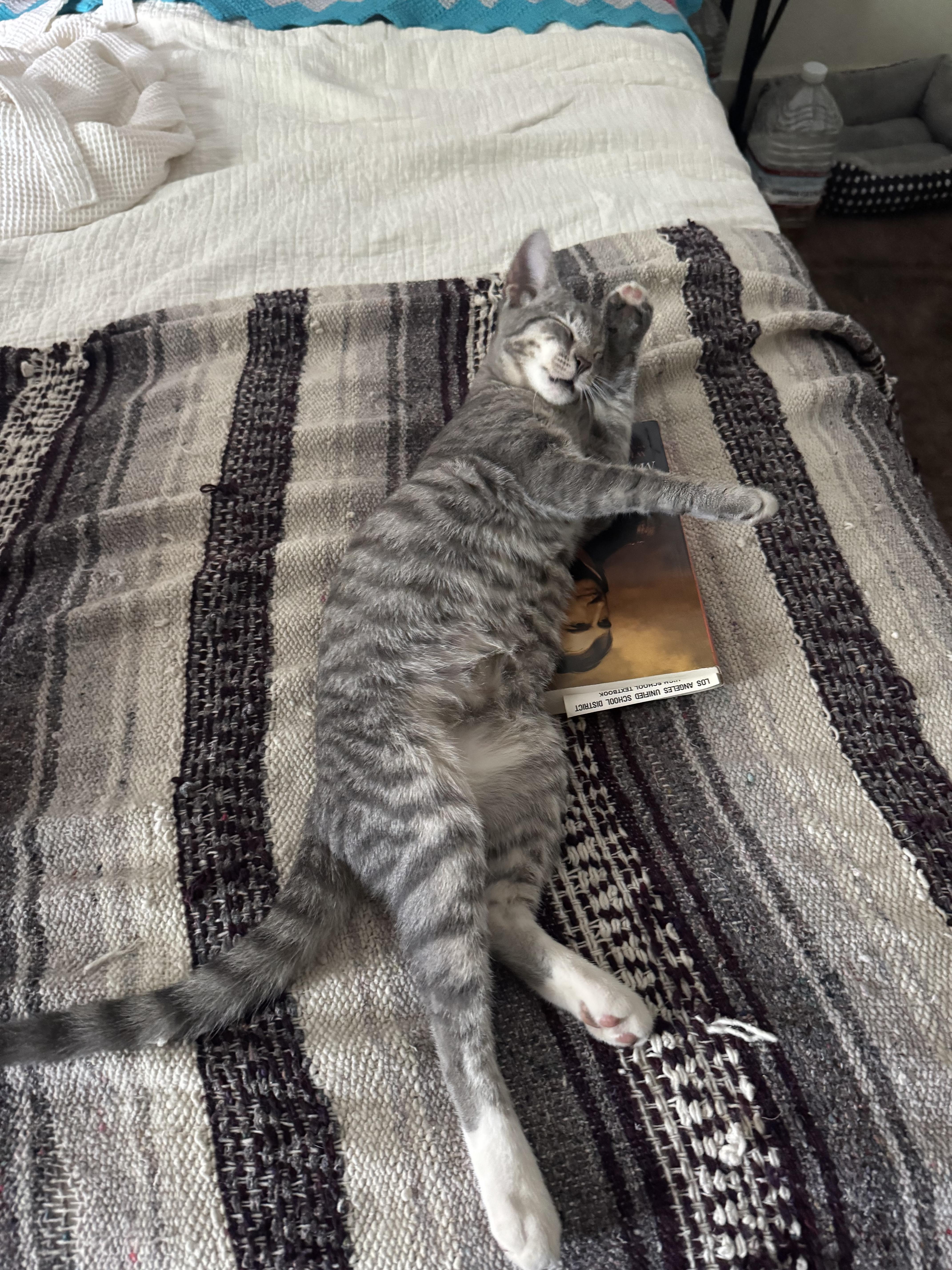 Enlarge Patina, a Adoptable Domestic Short Hair in Los Angeles, CA image 4/4