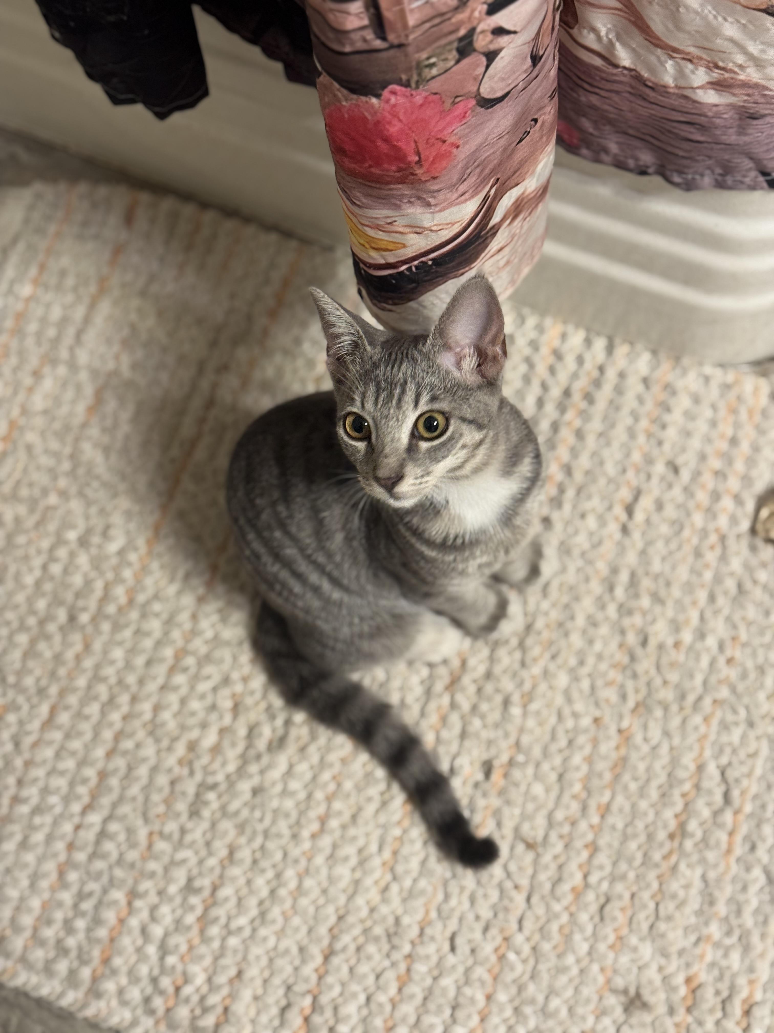 Patina, Adoptable, Young Female Domestic Short Hair.