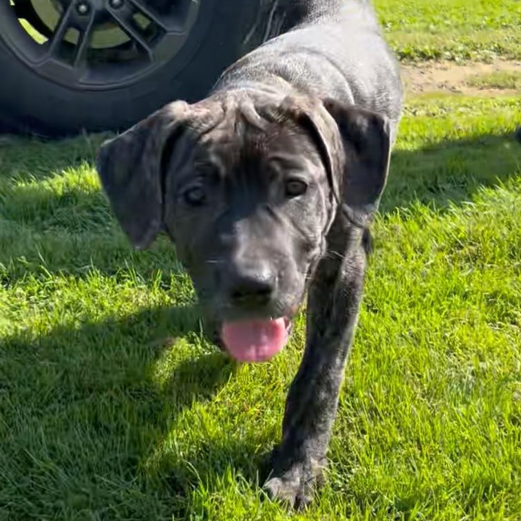 Beth, Adoptable, Puppy Female Cane Corso.