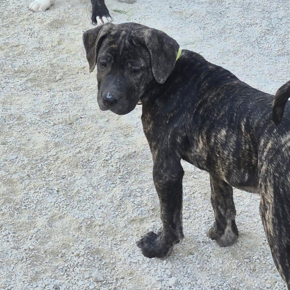 Enlarge Beth, a Adoptable Cane Corso in Richmond Hill, ON image 6/6