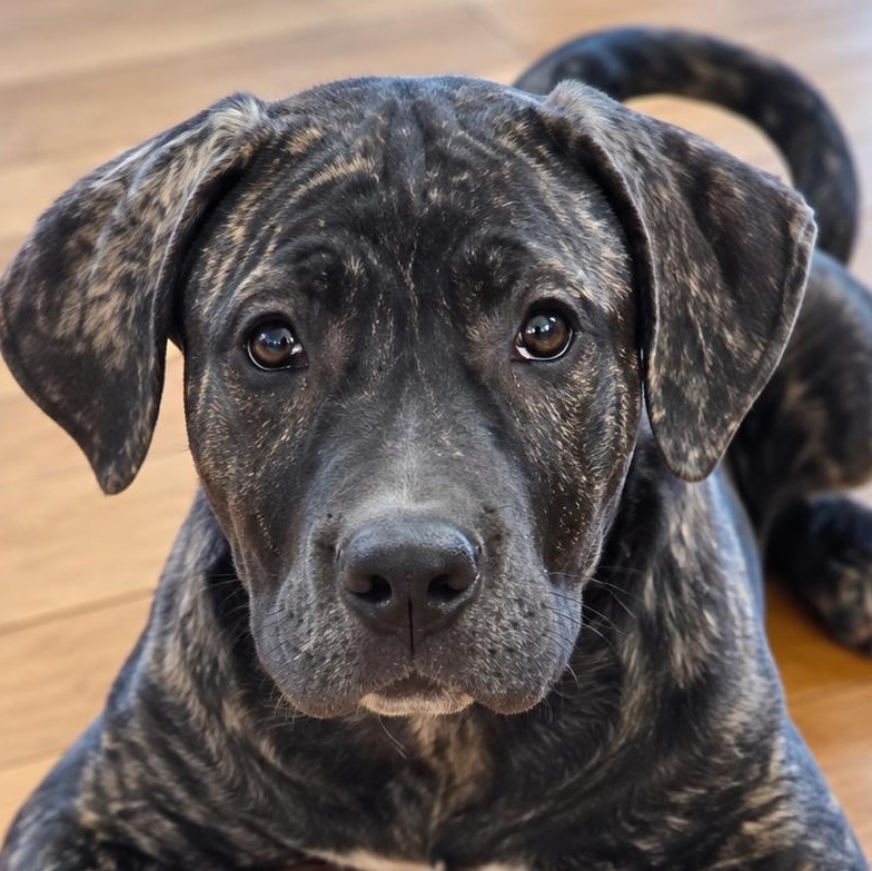 Beth, Adoptable, Puppy Female Cane Corso.