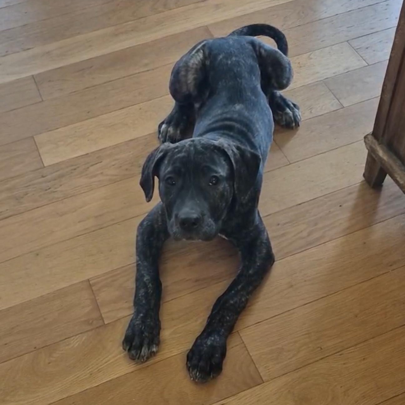 Enlarge Beth, a Adoptable Cane Corso in Richmond Hill, ON image 2/6