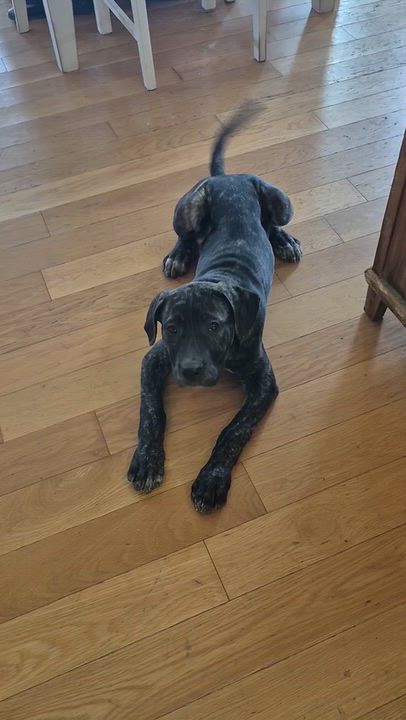 Enlarge Beth, a Adoptable Cane Corso in Richmond Hill, ON video 4/6