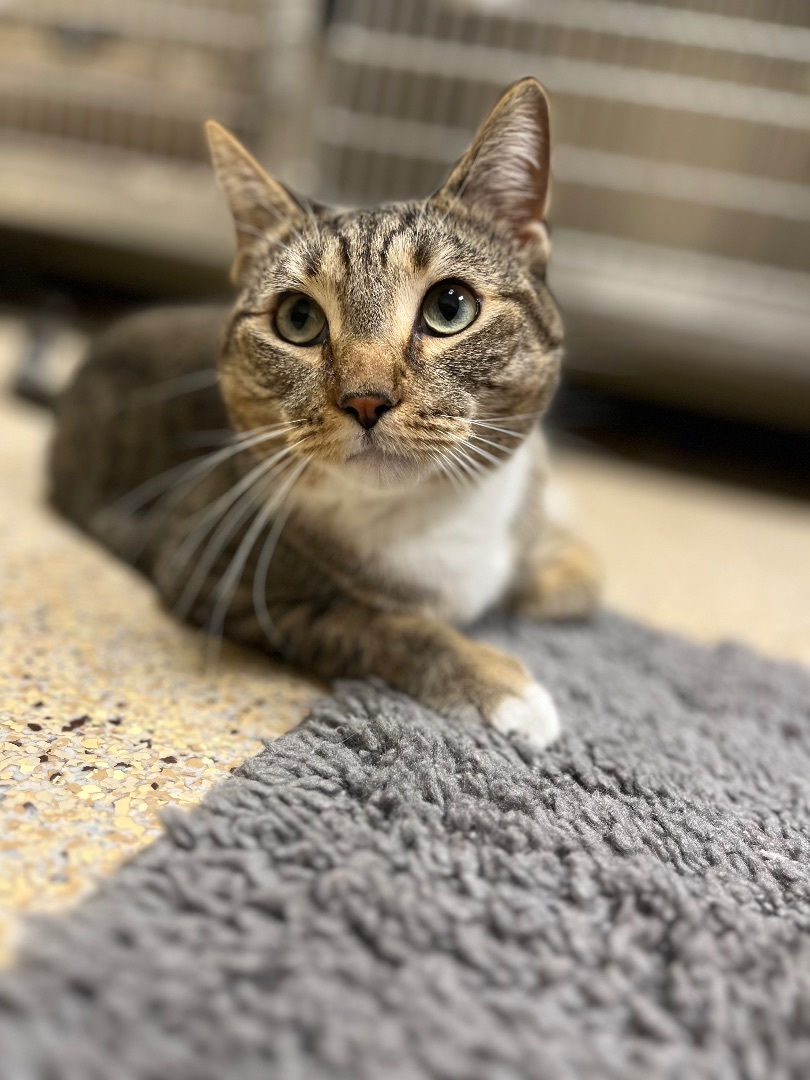 Enlarge Morgan, a Adoptable mixed breed in Kerrville, TX image 1/1