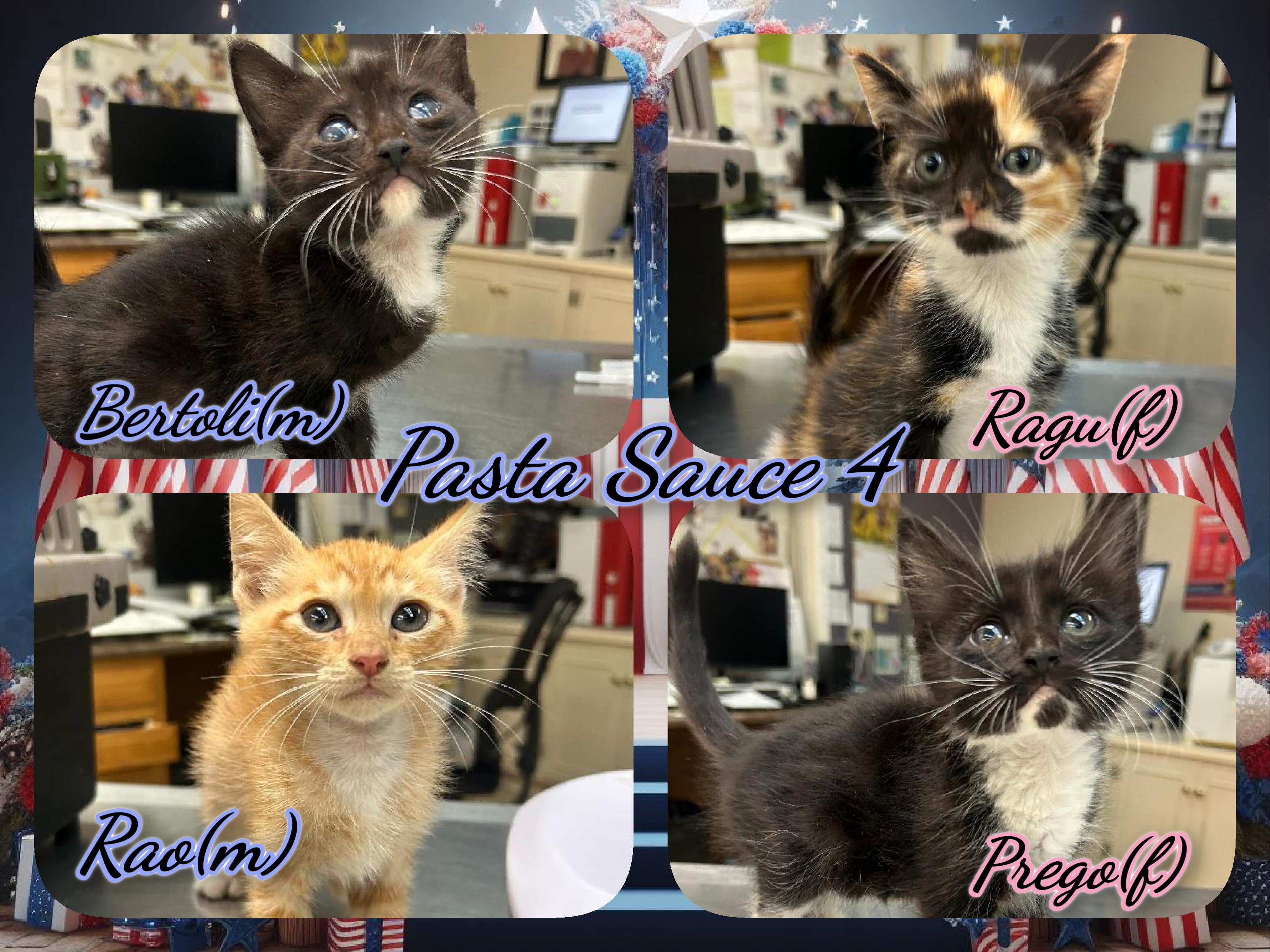 Pasta Sauce, ADOPTABLE, Kitten Male Domestic Short Hair.
