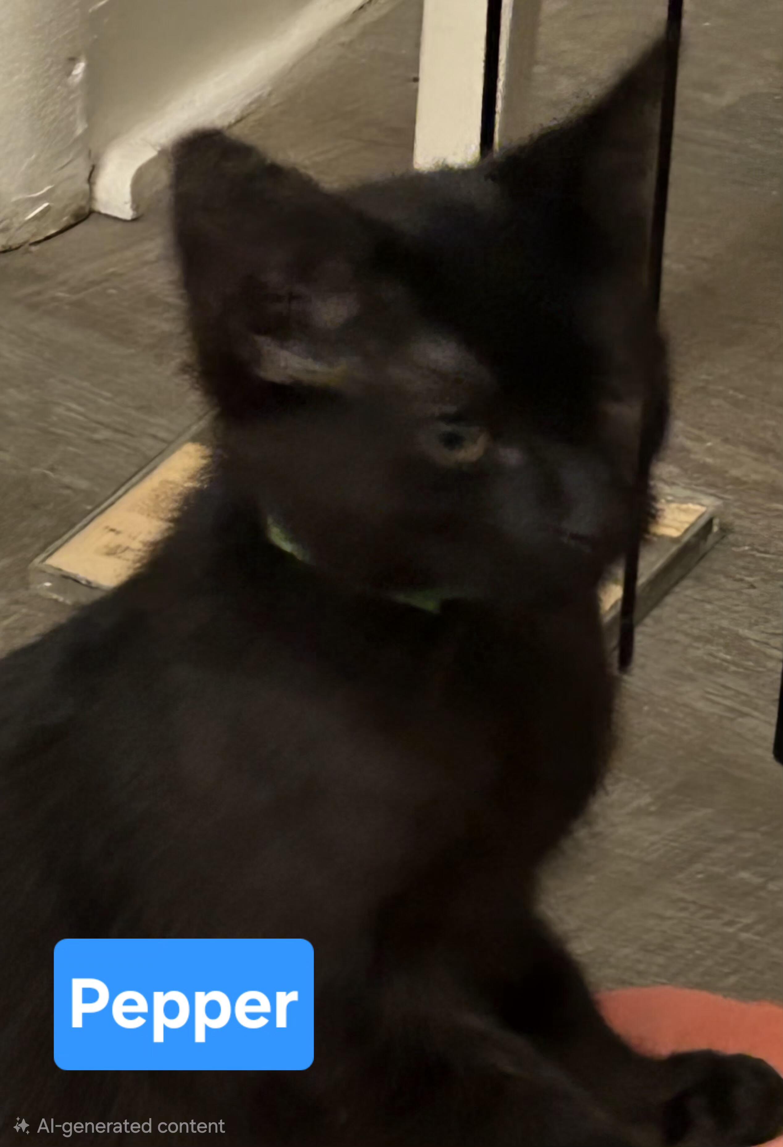 Pepper, ADOPTABLE, Kitten Female Domestic Short Hair.