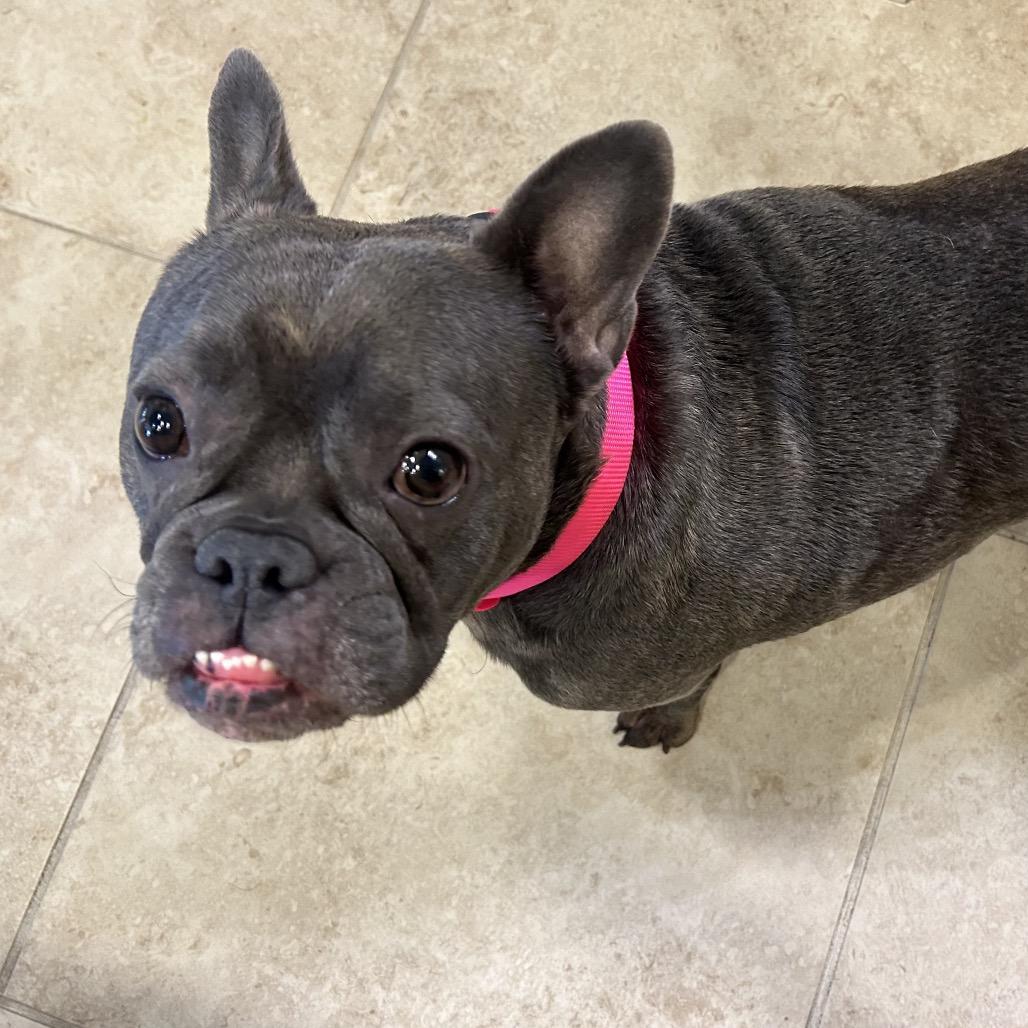 Enlarge Lilo, a Adoptable French Bulldog in Montgomery, TX image 1/1