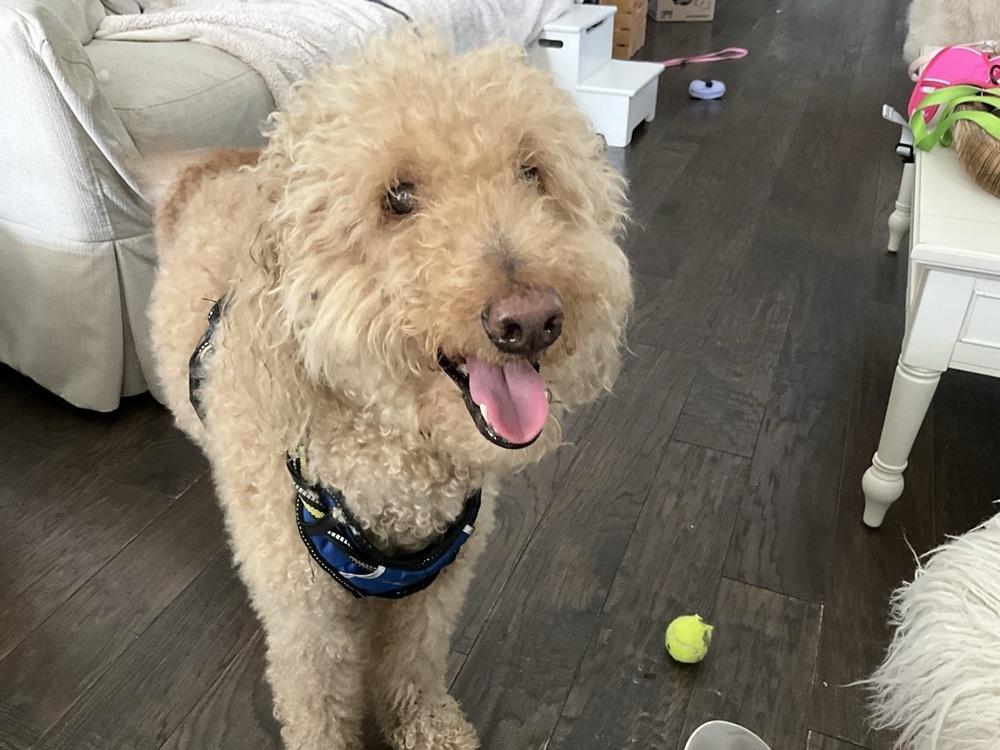 Chuey, Adoptable, Senior Male Labradoodle.