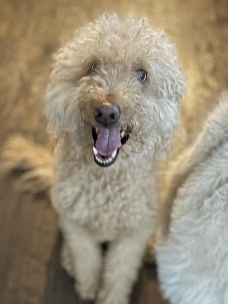 Enlarge Chuey, a Adoptable Labradoodle in Winter Garden, FL image 2/4
