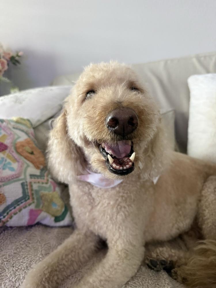 Enlarge Chuey, a Adoptable Labradoodle in Winter Garden, FL image 4/4