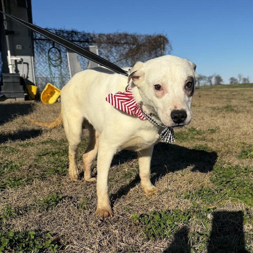 Enlarge Lombardi, an adopted mixed breed in Cedarburg, WI image 4/5