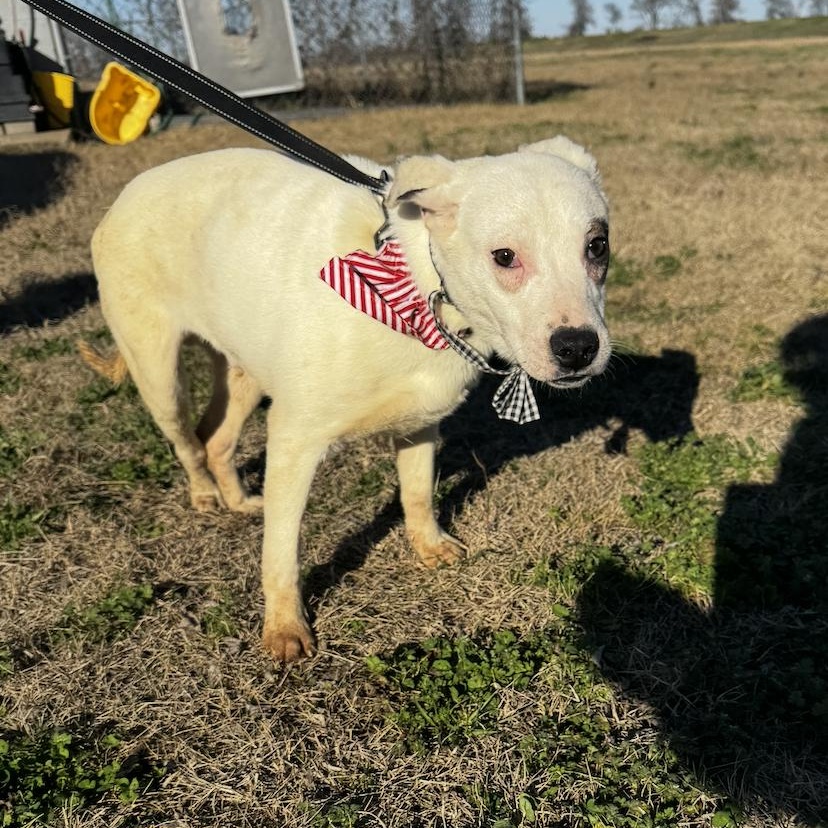 Enlarge Lombardi, an adopted mixed breed in Cedarburg, WI image 3/5