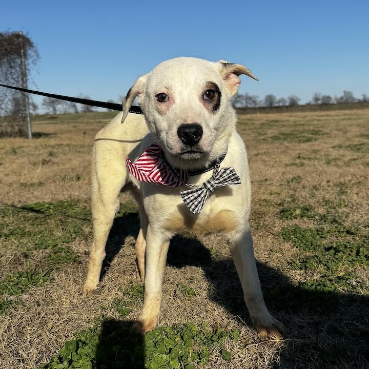 Enlarge Lombardi, an adopted mixed breed in Cedarburg, WI image 1/5