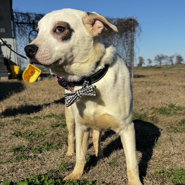 Enlarge Lombardi, an adopted mixed breed in Cedarburg, WI image 2/5