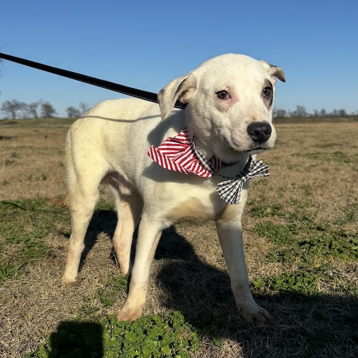 Enlarge Lombardi, an adopted mixed breed in Cedarburg, WI image 5/5
