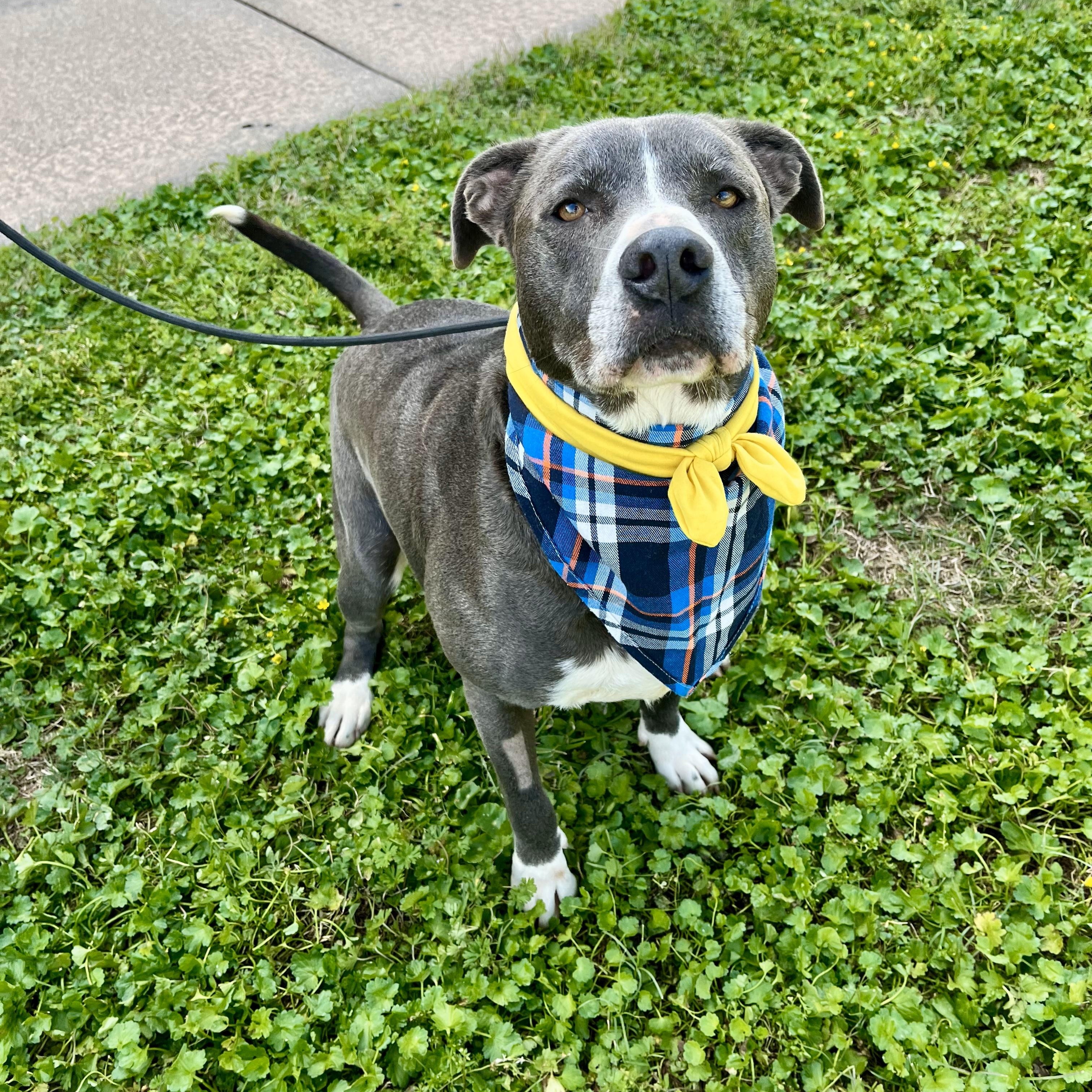 Mojito — thumbnail 5