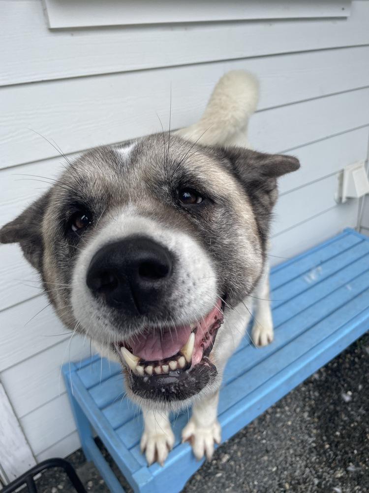 Saphira, Adoptable, Adult Female Akita.