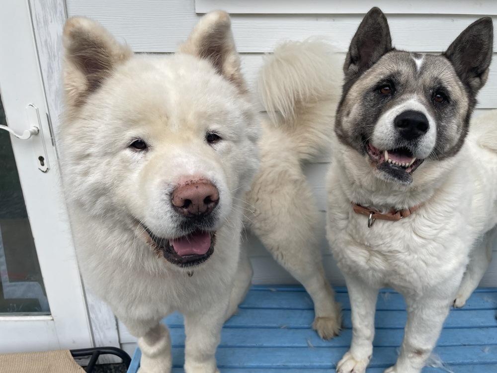Enlarge Saphira, a Adoptable Akita in Trenton, ME image 2/3