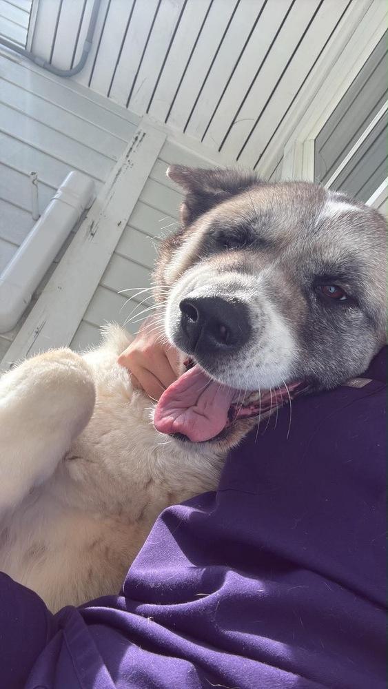 Enlarge Saphira, a Adoptable Akita in Trenton, ME image 3/3