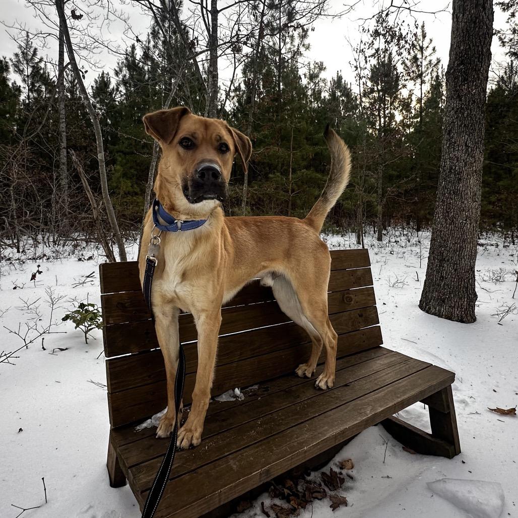 Enlarge Shaggy, a Adoptable mixed breed in Troy, VA image 1/5
