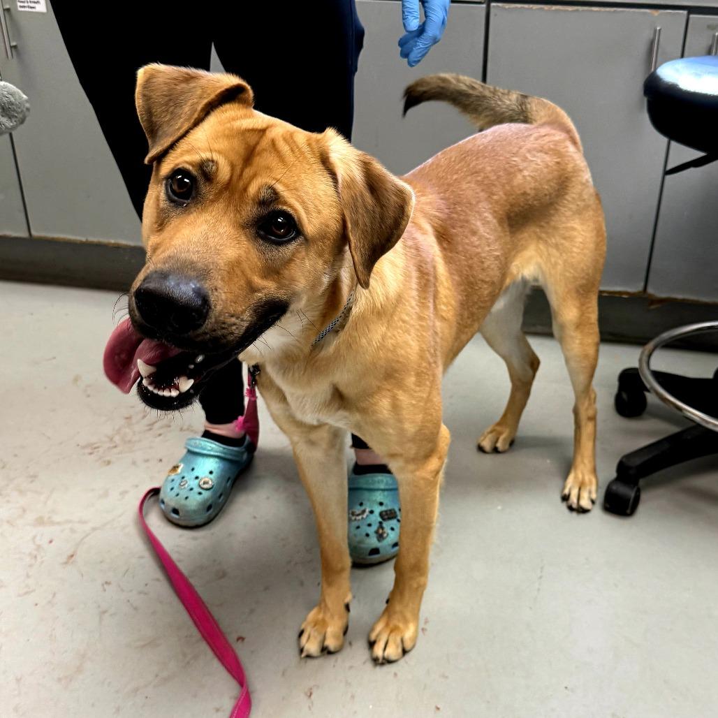 Shaggy, Adoptable, Young Male Shepherd.