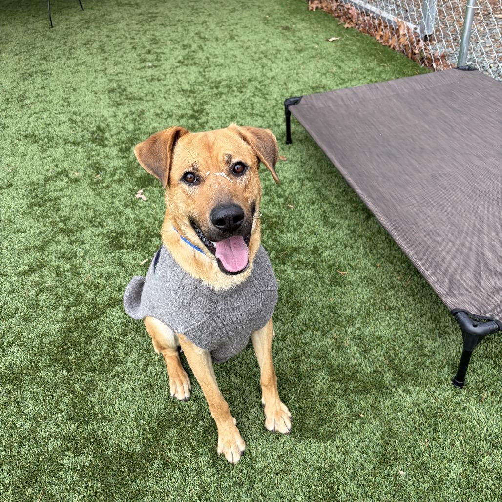 Enlarge Shaggy, a Adoptable mixed breed in Troy, VA image 2/3