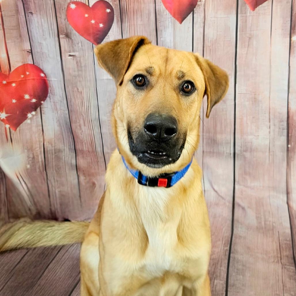 Enlarge Shaggy, a Adoptable mixed breed in Troy, VA image 4/5