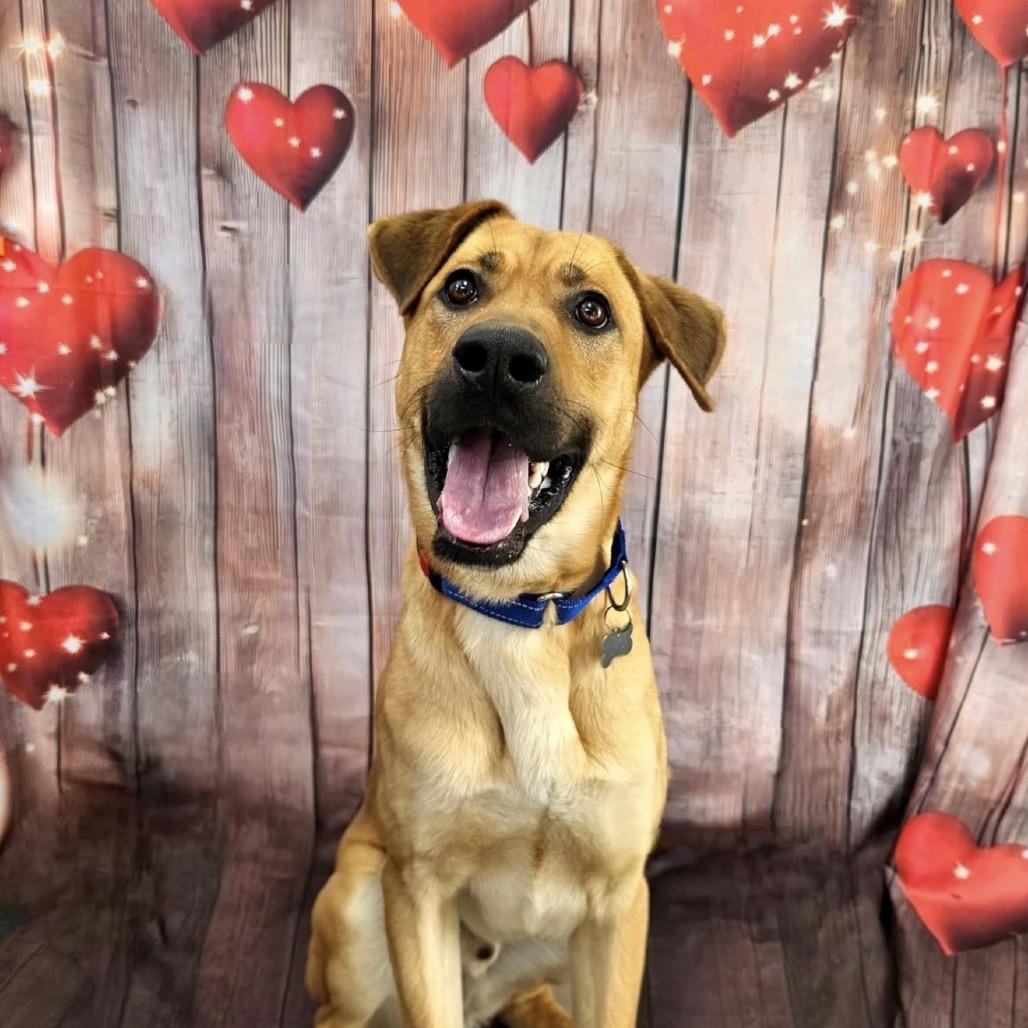 Enlarge Shaggy, a Adoptable mixed breed in Troy, VA image 5/5