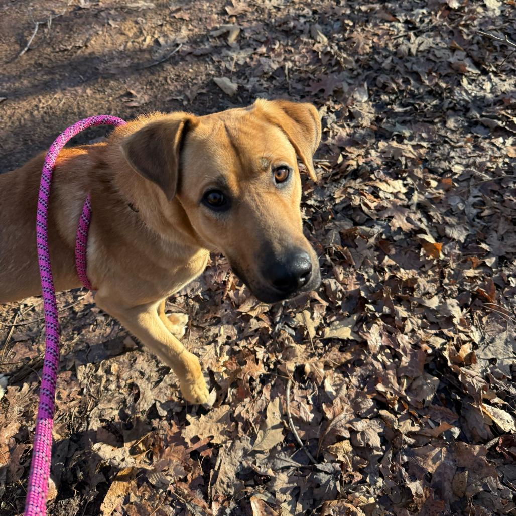 Enlarge Shaggy, a Adoptable mixed breed in Troy, VA image 3/3
