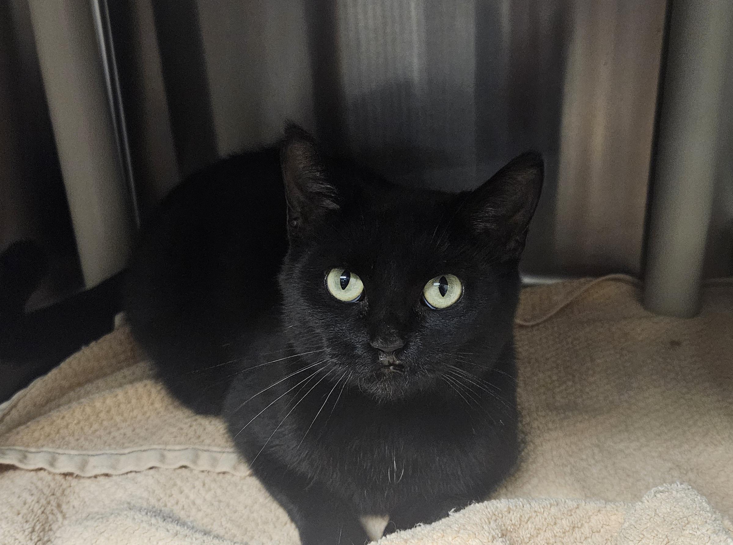 ember, ADOPTABLE, Young Female Domestic Short Hair.